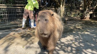 カピバラのハロウィンLive～ジャックオーランタンをたべさせる