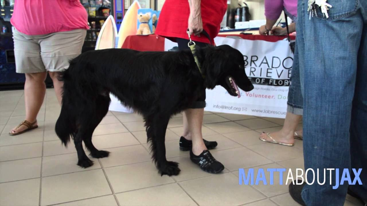 Watch MATT ABOUT JAX: The Labrador Retriever Rescue of Florida