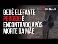 Pesquisadores encontram bebê elefante perdido após a morte da mãe
