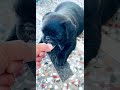 #pug#youtubeshorts#viralvideoshorts