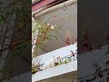 Dibawah pohon Mawar 🌹#kucing #sipus #cat #catlove #shortvideo #klanayuda