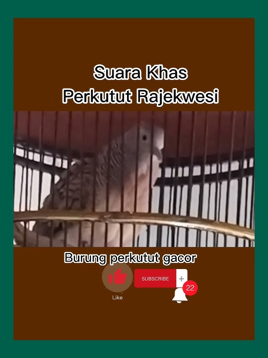 Suara Khas Perkutut Rajekwesi Manggung gacor!!!