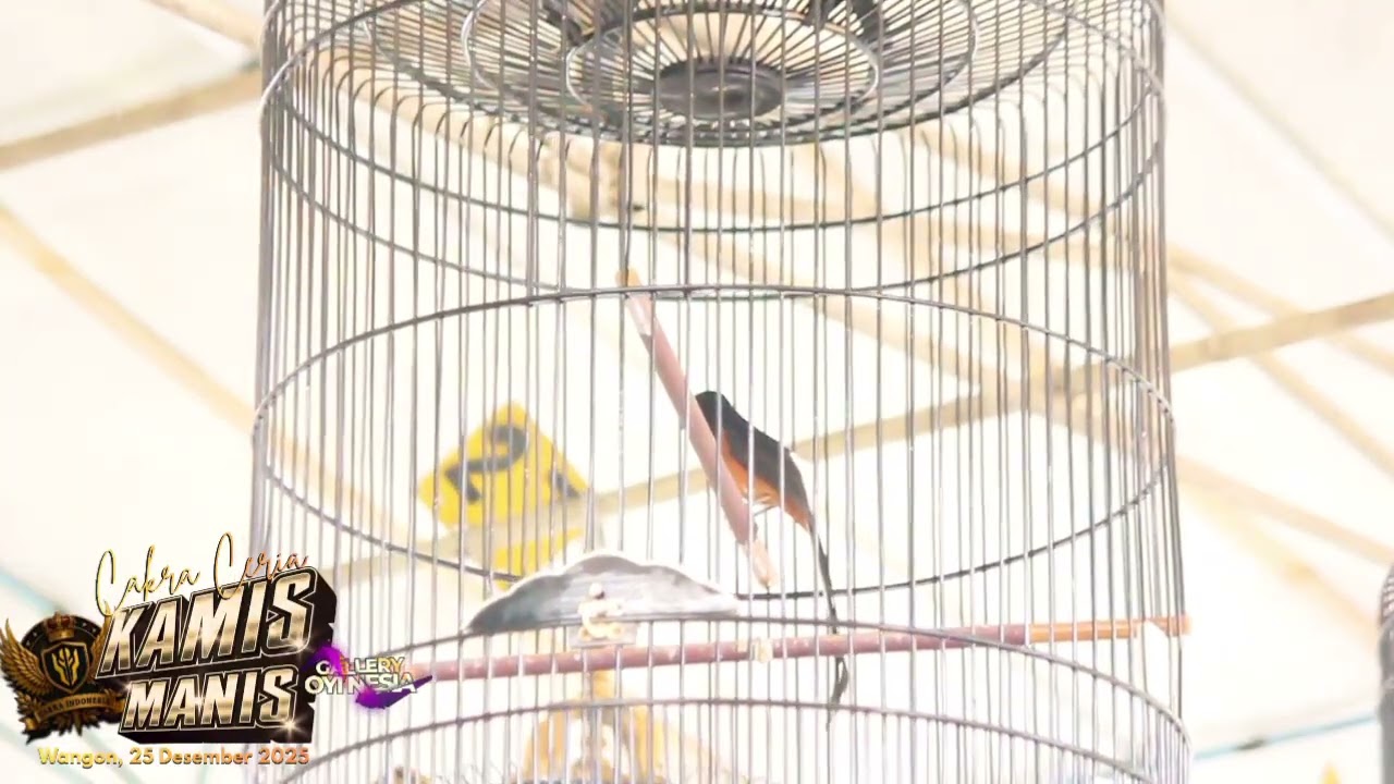 🔴 LAGUNYA INDAH PASTOL INI CALON ANCAMAN