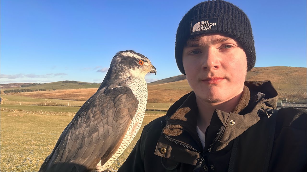 Hawk Hunting Rabbits Goshawk Hunting Rabbits | Bolt the Harris Hawk Saves the Day - YouTube