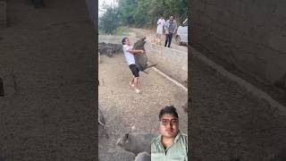 Yeti baliyo manxe rahixa hernus tw oho #trending #selfconfidence #amazing #pig #powerful #wow