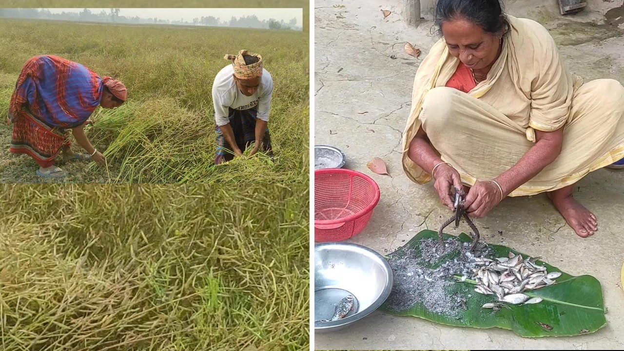 পুজার মাকে সাথে নিয়ে সরিষা উঠানো শেষ করলাম 😍shadow of village