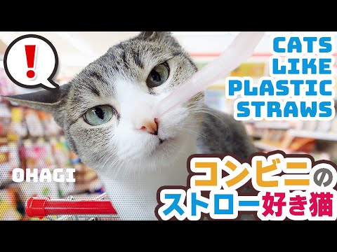 コンビニのストロー好き猫