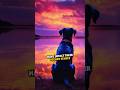 Man Reveals Why Your Dog Knows More Than You Think #shorts