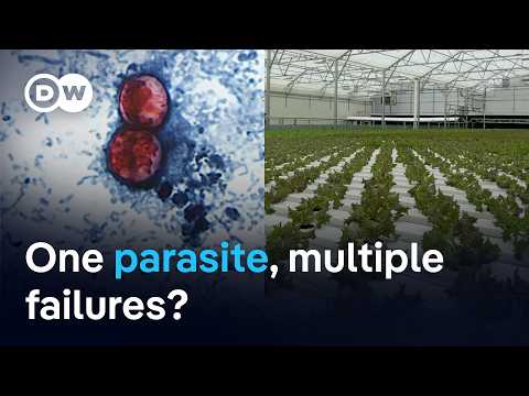 Cyclospora outbreak spreads to 47 US <strong>States</strong> | DW News