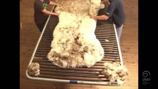 AWI Wool Handling - Wool Preparation - Efficient Skirting