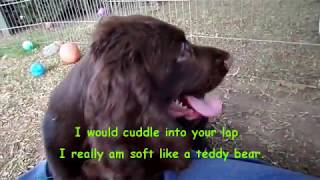 Meet Ted the Field Spaniel Puppy! by Linda Osborn 981 views 6 years ago 1 minute, 19 seconds