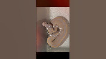 New babies! #morphmarket #ballpython #reptiles #python #snake #morphagene #morphs #reptilelife