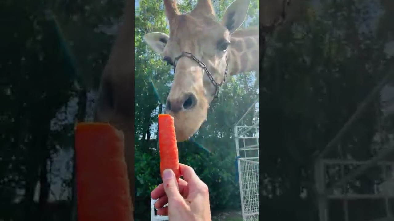17’ Full Size Giraffe - Feed him Carrots
