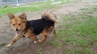 Mela 65219 W Schronisku Na Paluchu