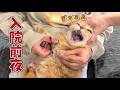 ママが入院するので愛猫と最後の夜を過ごします