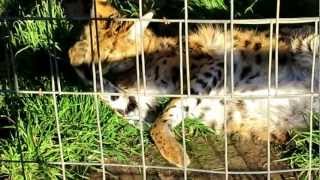 African Serval Grooming His Face by Silver Cross Fox 230 views 11 years ago 1 minute, 6 seconds