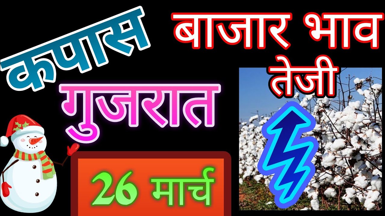 गुजराथ येथील कापूस बाजार भाव सर्व APMC ## Cotton Price In Gujrath# कपासी के मंडी दाम neemuch mandi ke bhav