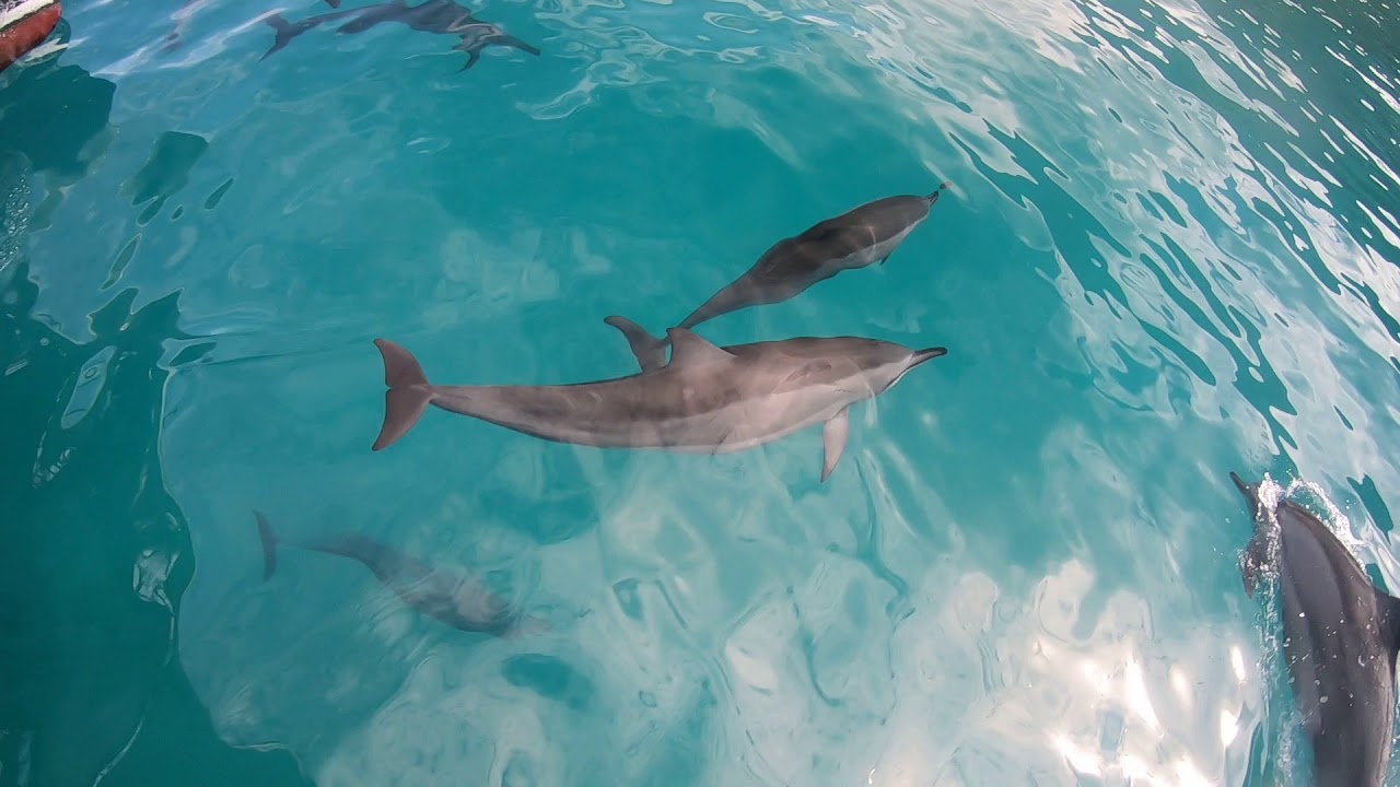 Kauai spinner dolphins 2018 YouTube