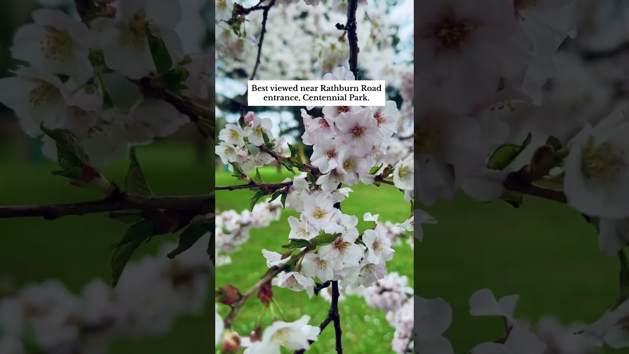 Cherry blossoms are in full bloom in Toronto! 