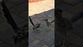 Greater Roadrunners (Geococcyx californianus) #shortvideo #viral #shortsfeed #short