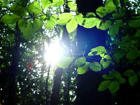 Verandering - 607 (MuseScore Studio 4)