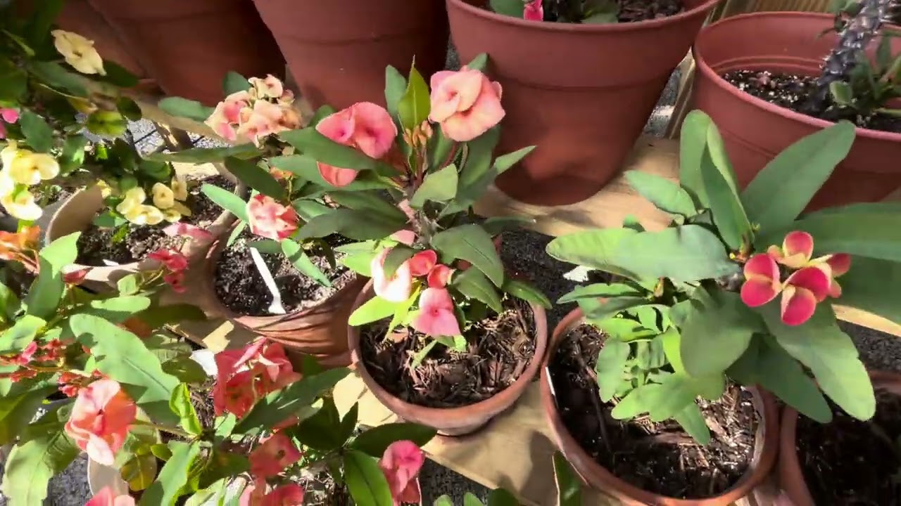 Nos Nevó Amig@s ❄️veamos las plantas como están 🪴