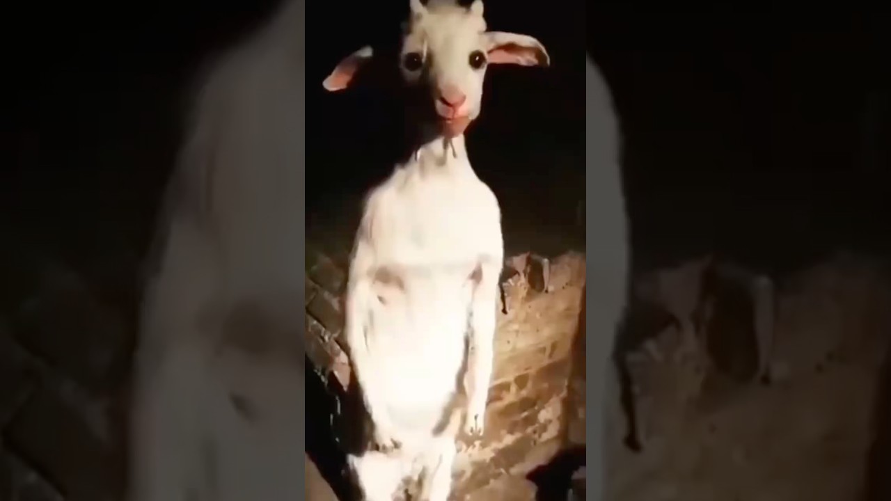 SCARIEST Animal Ghost Encounters EVER Filmed 😱