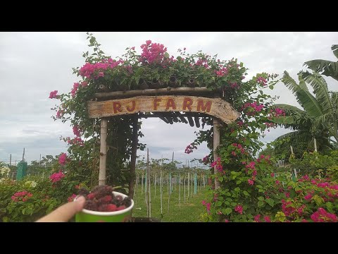second time Picking Mulberries