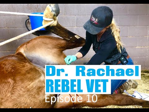 Dr. Rachael Rebel Vet Episode 10 'I'll Take Those' Horse Castration