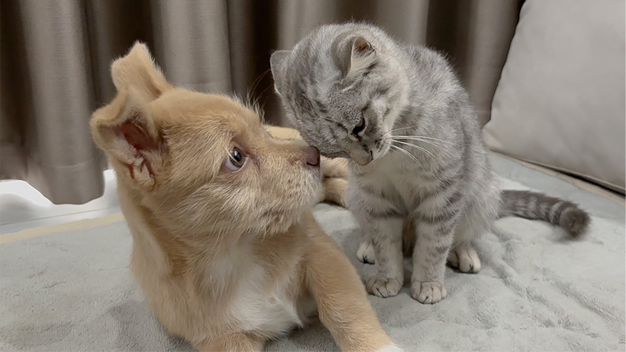 Abandoned Puppy Reacts to Meeting a Kitten for the First Time!