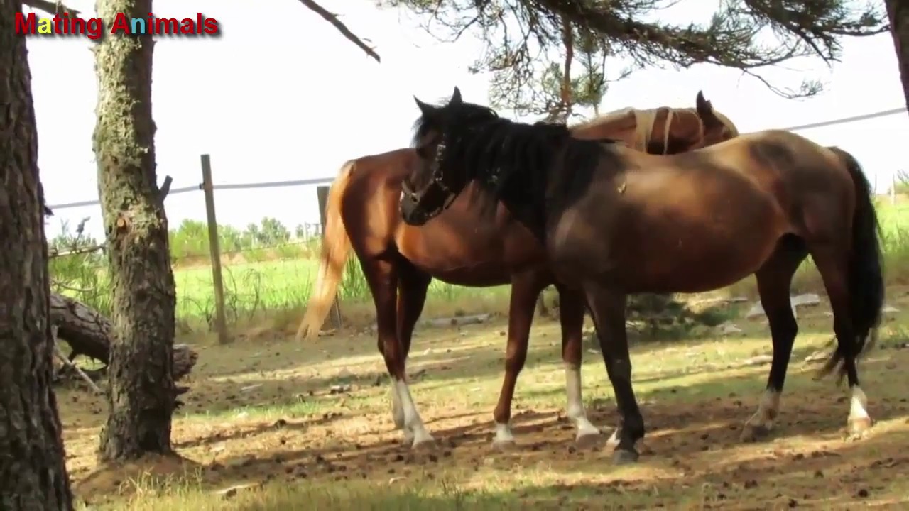 How to raise horses Strong mating during artificial insemination