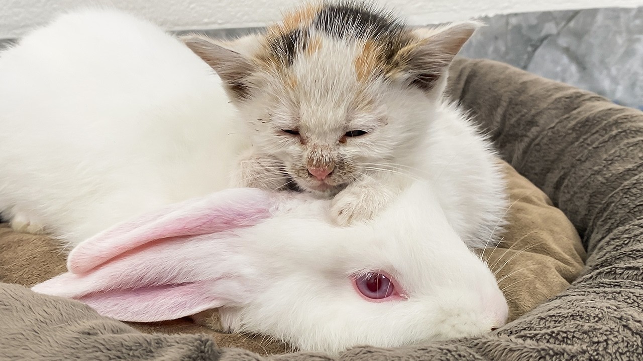 捨てられた子猫がウサギの隣でぐっすり眠る。何が起こるか、あなたの心は溶けてしまうでしょう。
