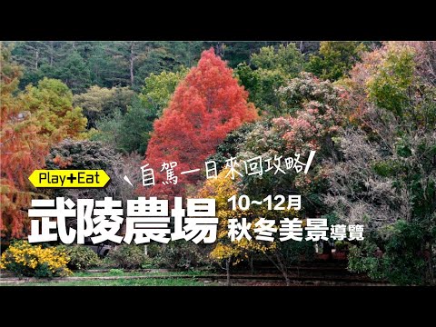 武陵農場10~12月熱鬧火紅滾滾、美不勝收～秋冬必賞銀杏、楓紅、落羽松、萬壽菊...等等 (開車一日來回攻略)