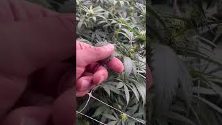 Strain Focus: Pineapple Kush