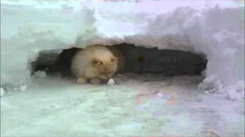 Video 4505911: snow kitty, longing