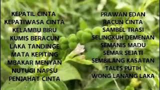 ORGAN TARLING JATAYU YANI RIDHO FULL ALBUM