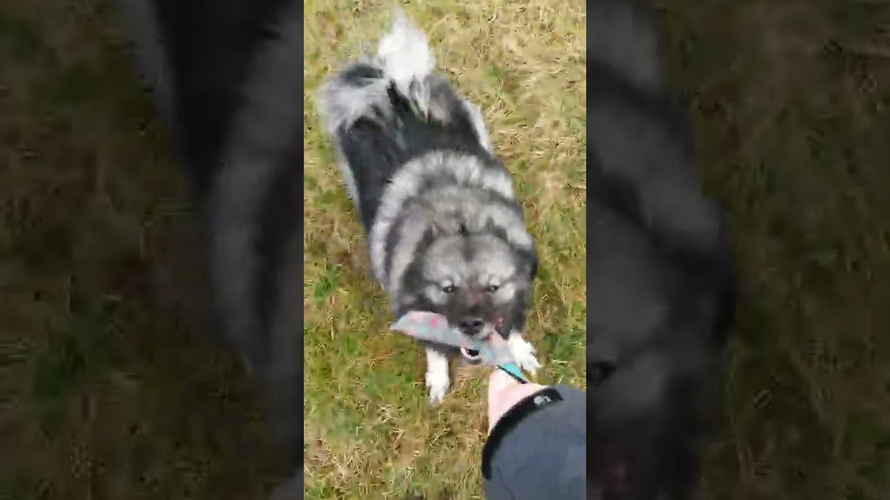 Izy - Wolfsspitz - Bite und Aus :)