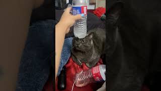 Funniest Cat Compilation#foryou #funny #cat #pets #youtubeshorts