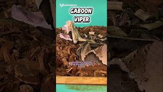 GABOON VIPER: Ular dengan Kamuflase Paling Sempurna | Ular Berbisa Bagian 6