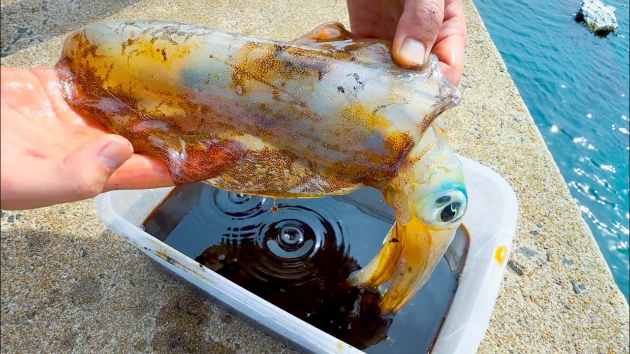 アオリイカを沖漬けにしたらヤバすぎた…