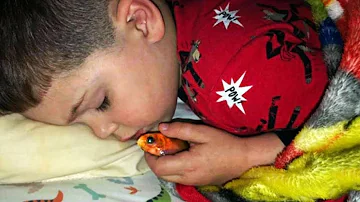 Quando dorme il pesce rosso?