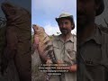 Animales que Sobrevivieron a la Extinción #virales #animalescuriosos #salvajes #animalessalvajes