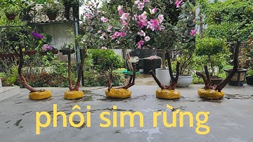 Sim rừng bệ to phôi đẹp.Hoa bạn và tôi