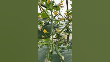 Unbelievable Cucumber 🥒 Crop #shorts #cucumber #farming #agriculture #youtubeshorts #plant #grow
