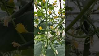 Unbelievable Cucumber ? Crop shorts cucumber farming agriculture youtubeshorts plant grow