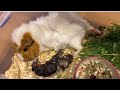 Роды морской свинки, что-то пошло не так/ Guinea pig giving birth, something went wrong