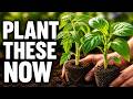 What to Plant in May Before It’s Too Late