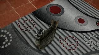 Dışarda Soğuktan Üşüyen Kedi Içeri Girmek Istiyo Ğuk