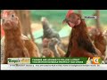 Kenya's Gold feature | Pure kienyeji chicken farming