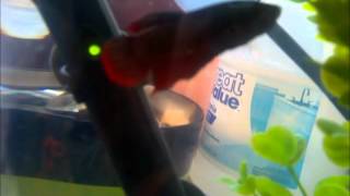 King Betta eats minnow